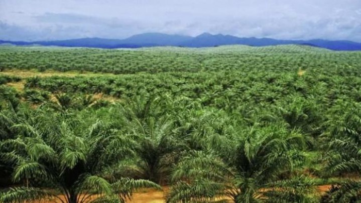 Rapat di Riau, Begini Usulan Sumut Untuk Perjuangkan Dana Bagi Hasil Sawit Rapat di Riau, Begini Usulan Sumut Untuk Perjuangkan Dana Bagi Hasil Sawit