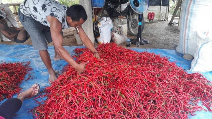 Bina Petani, Kades Aur Sati Beri Contoh Dengan Menjadi Petani Bina Petani, Kades Aur Sati Beri Contoh Dengan Menjadi Petani