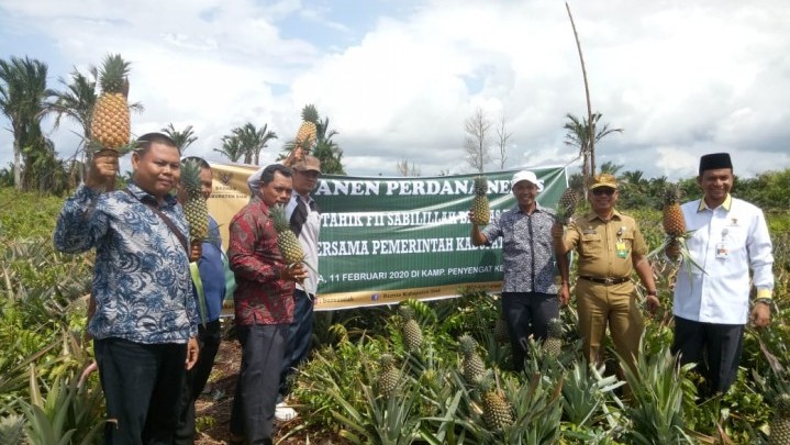 Panen Nenas, Bantuan Baznas Siak Diapresiasi Pemkab Siak