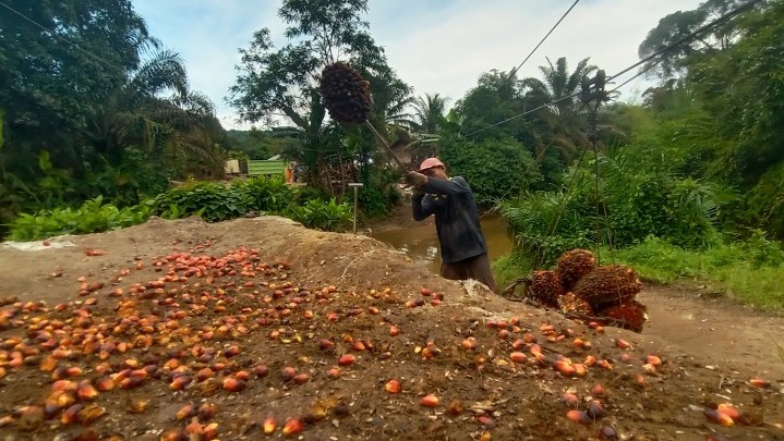 Harga Sawit Riau Kembali Naik Jadi Rp. 2.749,02/kg