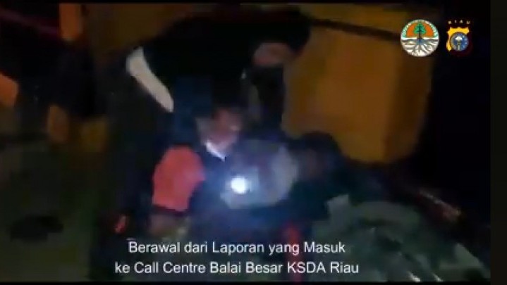 BBKSDA Riau Tangkap Pelaku Perdagangan  Harimau Sumatera di Kuansing