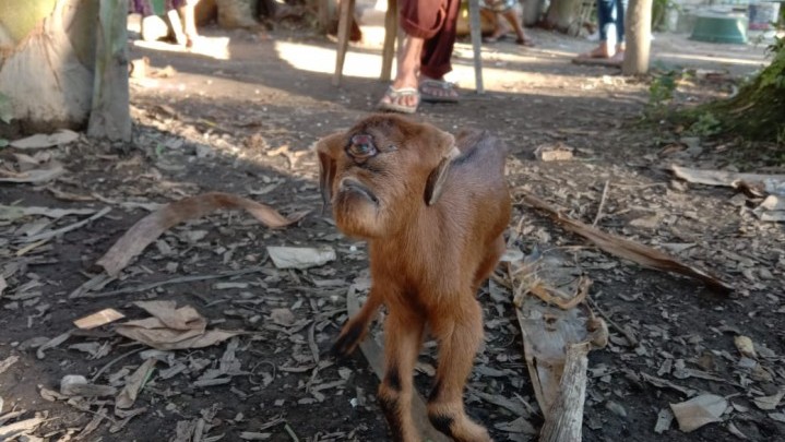 Bikin Heboh Warga.. Kambing Bermata Satu Lahir di Palung Raya Kampar