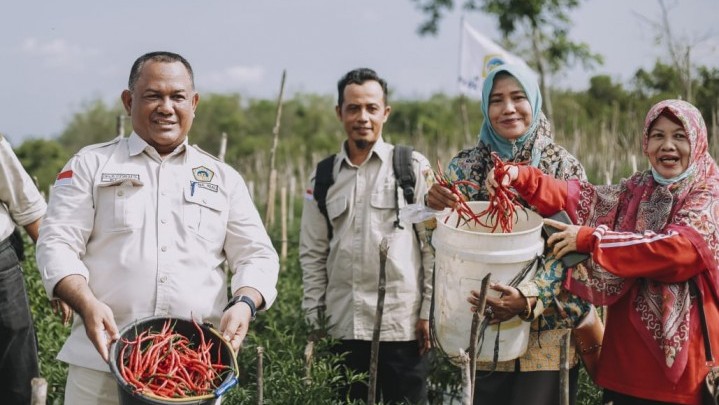 Ketua KTNA Riau Panen Cabai Dua Hektar Milik Millenial Muda di Kecamatan Bangkinang Kota