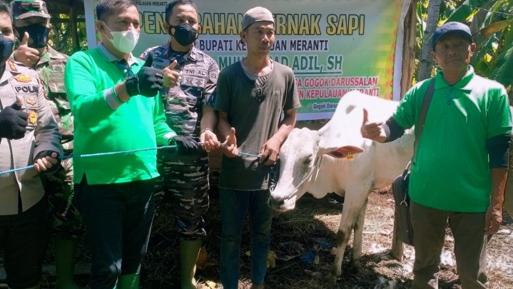 Bantu Peternak, Pemkab Meranti Salurkan 20 Ekor Sapi Bantu Peternak, Pemkab Meranti Salurkan 20 Ekor Sapi