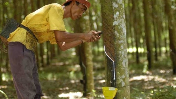 Berikut Harga Karet di Riau dalam Pekan Ini