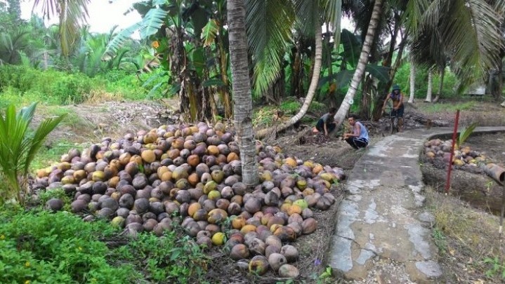 Secara Umum Harga Jual Komoditi Perkebunan di Riau Pekan Ini Turun Secara Umum Harga Jual Komoditi Perkebunan di Riau Pekan Ini Turun