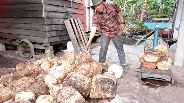 Harga Karet Kuansing Pekan Ini Naik