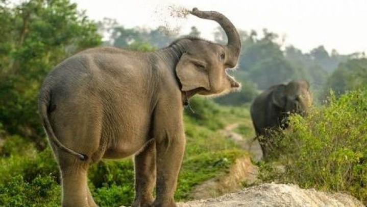 Masuk ke Pemukiman Warga Rantau Panjang, Gajah Sumatera Digiring ke Tahura