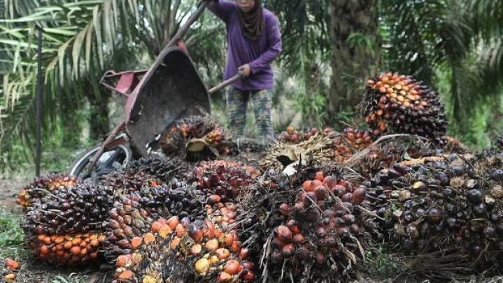 Harga Minyak Sawit Mentah Pagi Ini Anjlok