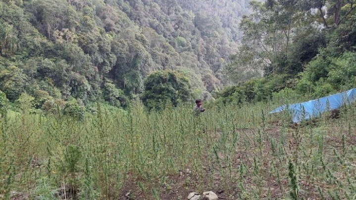 Ladang Ganja 2 Hektar Ditemukan Di Pegunungan Tor Sumut