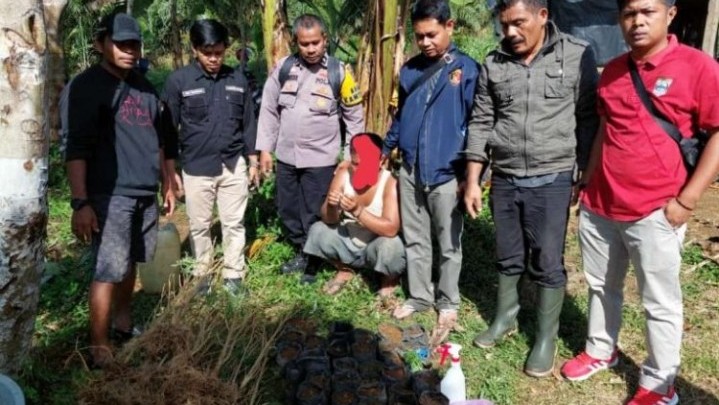 Kebun Jagung Ditanami Ade dengan Pohon Ganja