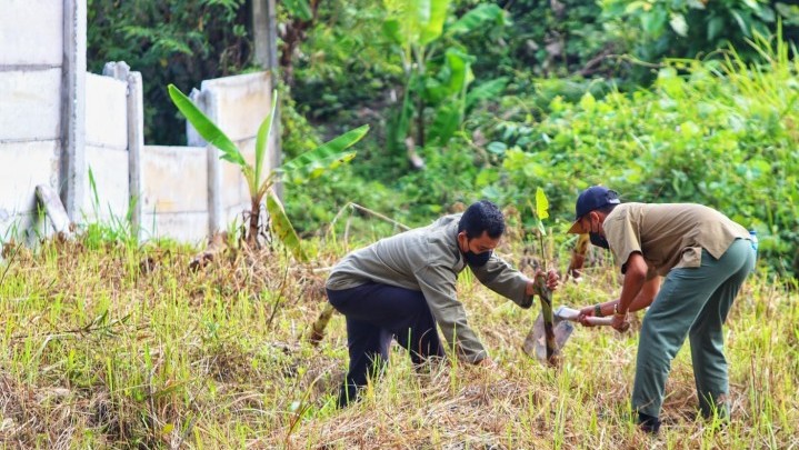 Cegah Gajah Lintasi Tol Permai, Ratusan Pohon Pisang Ditanam Cegah Gajah Lintasi Tol Permai, Ratusan Pohon Pisang Ditanam
