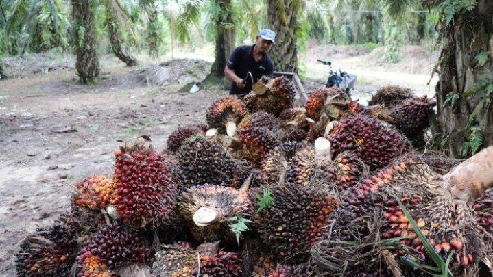 Di Riau Harga Sawit Pekan Ini Naik
