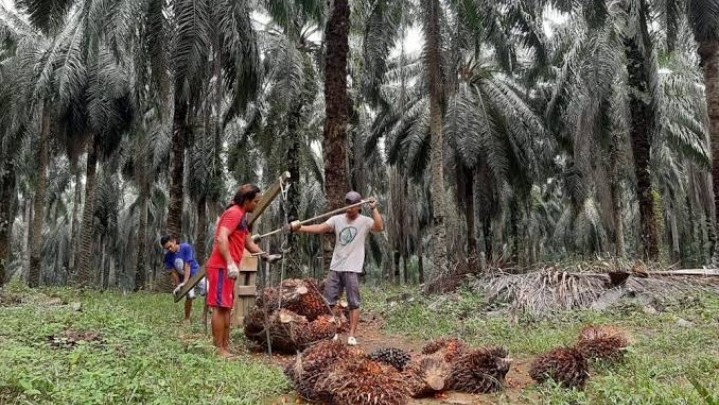 Sepekan Ini Harga Sawit Rp3.680,16 Per Kilogram