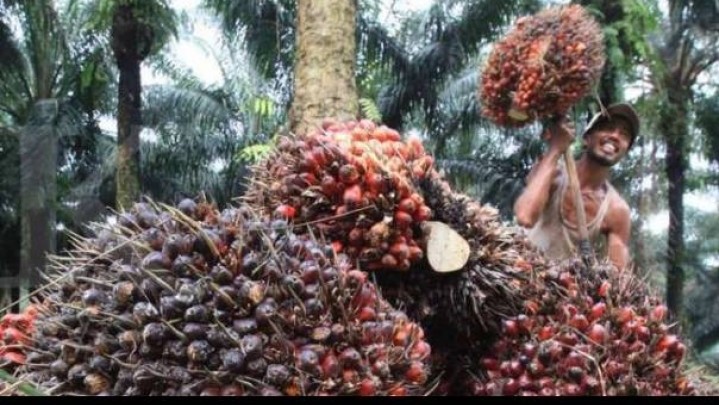 Realisasi Program PSR di Riau Capai 28 Ribu Hektar Realisasi Program PSR di Riau Capai 28 Ribu Hektar