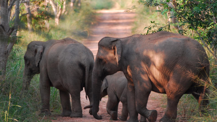 Jumlah Gajah Sumatera Bertambah di Suaka Margasatwa Padang Sugihan