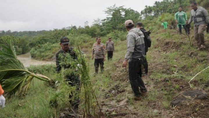 Ladang Ganja 6,26 Hektare Hasilkan 40,3 Ton Dimusnahkan Polisi