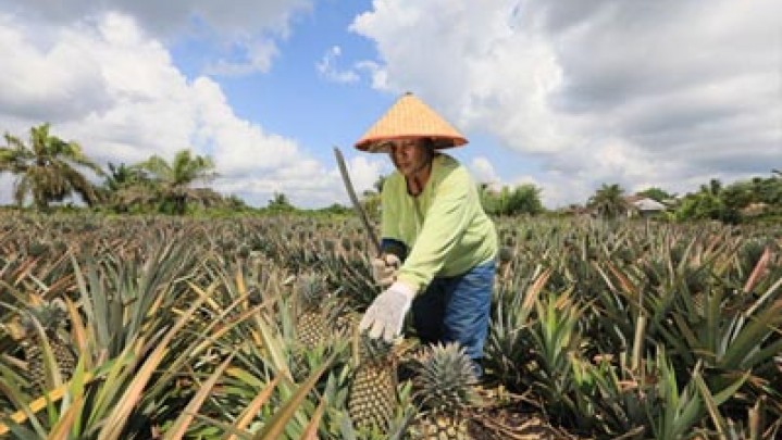 Di Sumatera, Nilai Tukar Petani Riau Tertinggi Di Sumatera, Nilai Tukar Petani Riau Tertinggi