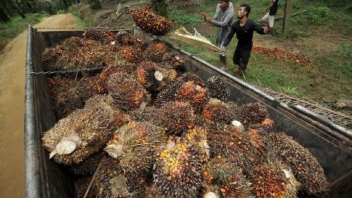 Rekor, Harga Sawit di Riau Tembus Rp 3.930 Per Kilogram