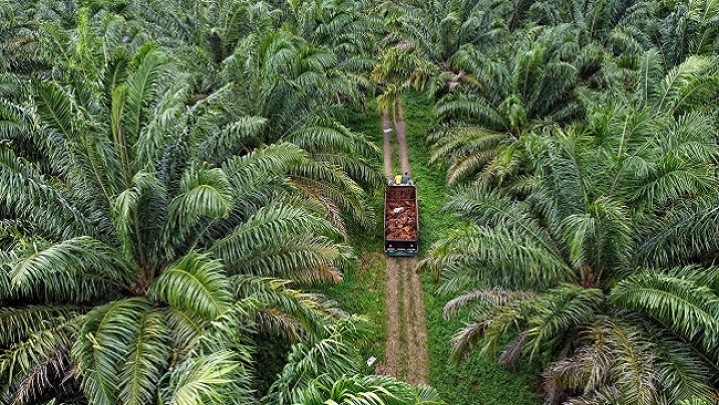 Ini Rincian Harga Sawit di Riau pada Setiap Kelompok Umur Ini Rincian Harga Sawit di Riau pada Setiap Kelompok Umur