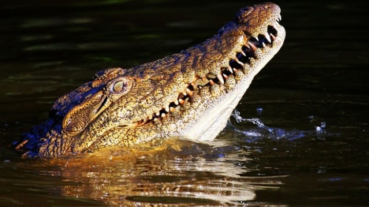 Buaya Ganas Serang Warga Mukomuko