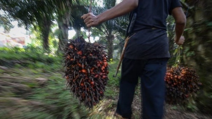 Dua Pelajar Curi Sawit, Ditangkap dan Berujung Damai Dua Pelajar Curi Sawit, Ditangkap dan Berujung Damai