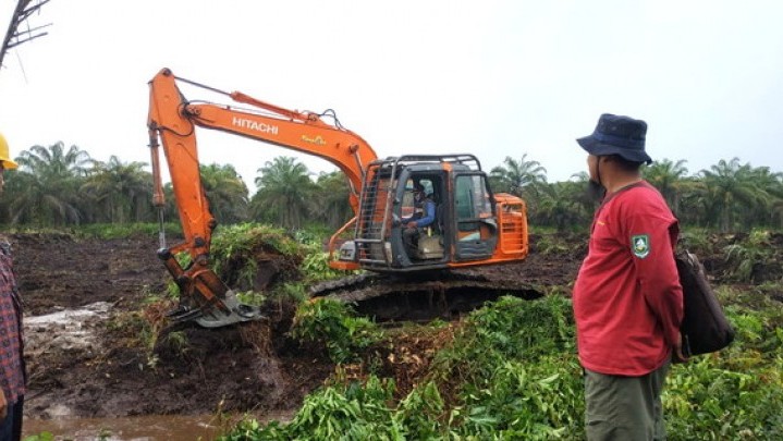 Ternyata Hanya Rp 850 Miliar Anggaran Replanting untuk Riau Selama Lima Tahun