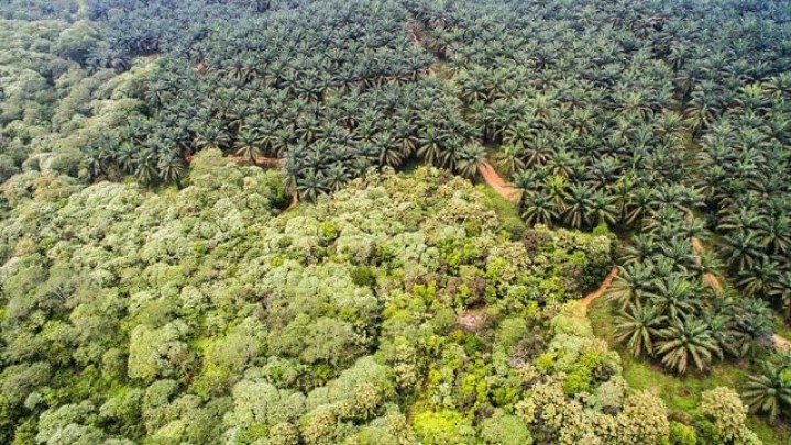 Riau Percontohan Penyelesaian Perkebunan Sawit Dalam Kawasan Hutan