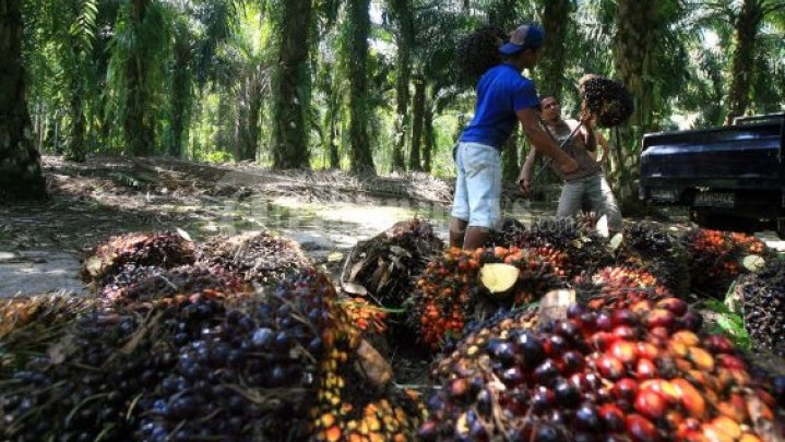 Akhirnya, Harga Sawit di Riau Tembus Rp 4 Ribu per Kilogram