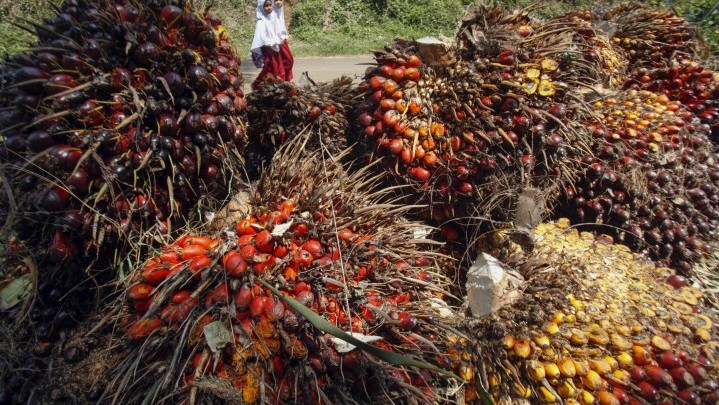 Ini Daftar Harga Sawit di Riau pada Setiap Kelompok Umur Ini Daftar Harga Sawit di Riau pada Setiap Kelompok Umur