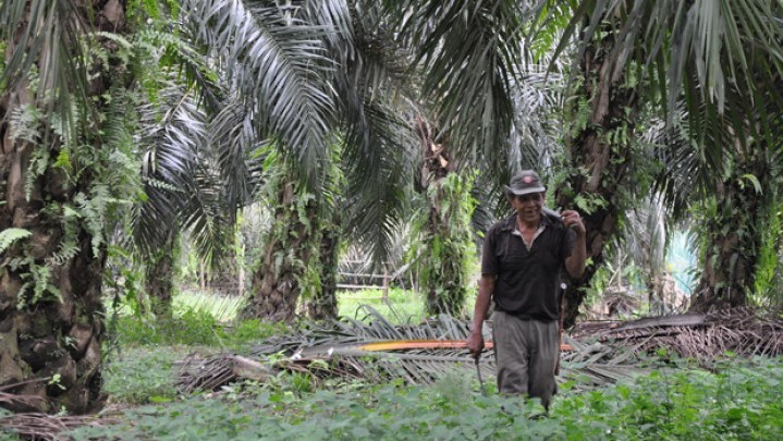 Kata Syamsuar, Lahan Sawit Masyarakat Masuk Dalam Status Kawasan Hutan Difasilitasi Urus Izin