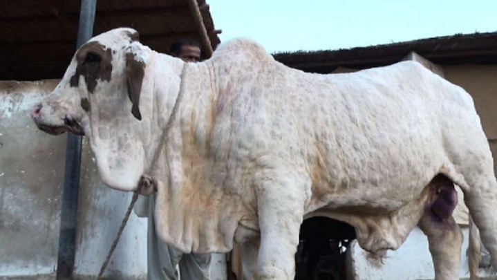 Guna Cegah Penyebaran Virus, 100 Ribu Sapi di Riau akan Divaksin Guna Cegah Penyebaran Virus, 100 Ribu Sapi di Riau akan Divaksin