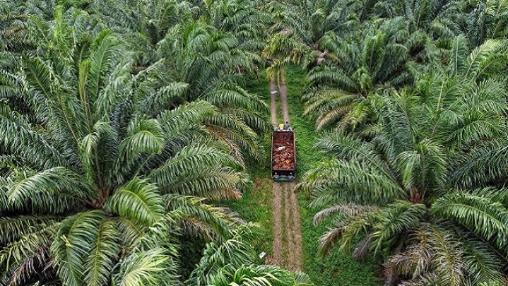 Di Riau, Pelalawan Paling Luas Usulkan Replanting Kelapa Sawit