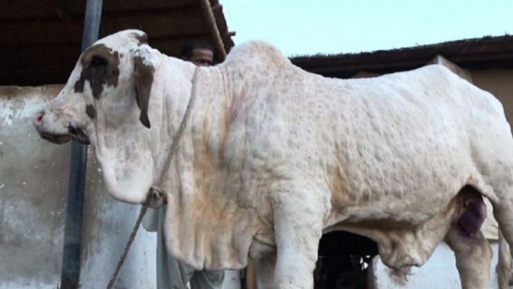 Sapi yang Terjangkit Virus LSD di Riau Diisolasi Sesuai Zonasi Sapi yang Terjangkit Virus LSD di Riau Diisolasi Sesuai Zonasi