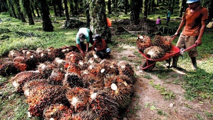 Harga Sawit di Riau Capai Rp 4.244 per Kilogram