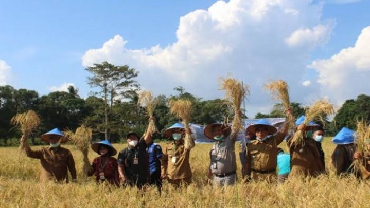 Terjadi Penurunan 18,03 Persen Luasan Penen Padi di Riau