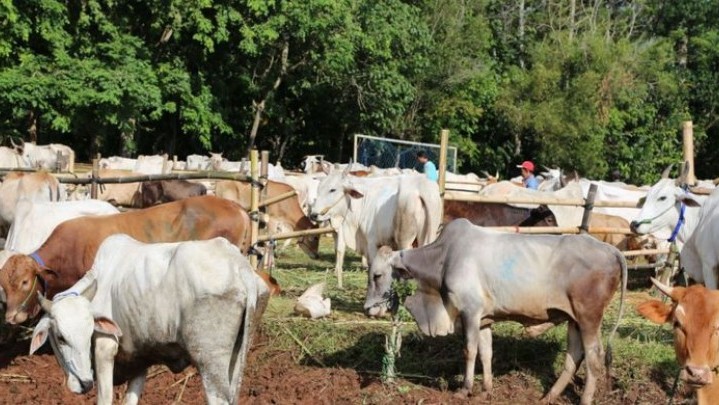 Sapi Bantuan untuk Kelompok Peternak di Riau Tiba Pekan Depan Sapi Bantuan untuk Kelompok Peternak di Riau Tiba Pekan Depan