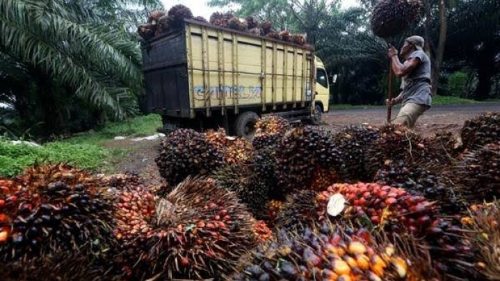 Warga Geram Pencurian Sawit Marak di Kecamatan Tambang, Polisi Diminta Turun ke Lapangan