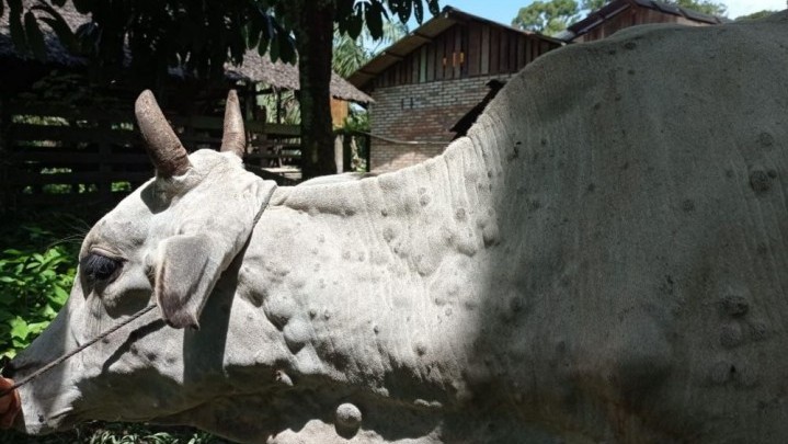 Sapi di Riau yang Terjangkit LSD Mulai Divaksin Sapi di Riau yang Terjangkit LSD Mulai Divaksin
