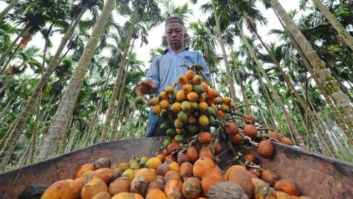 Berikut Harga Pinang di Riau Sepekan ke Depan