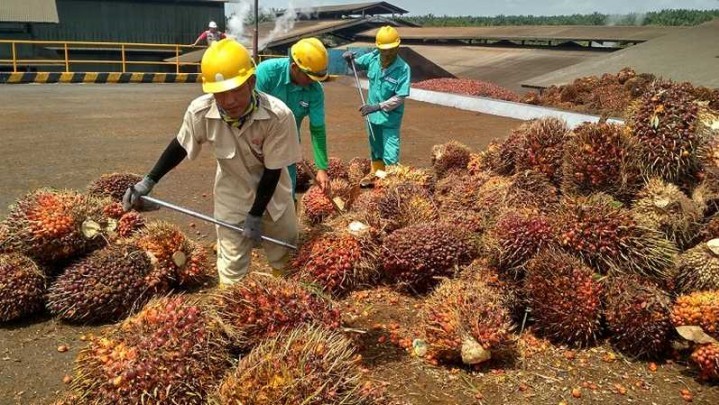 Harga Minyak Sawit Mentah Melonjak, Ini Infonya