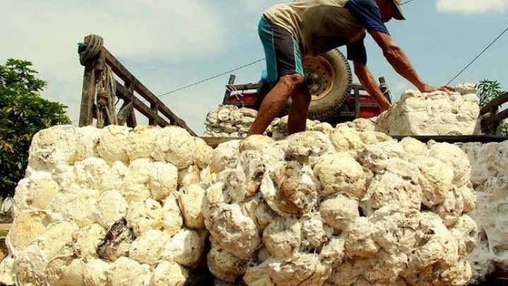Pekan Ini Harga Karet di Rohil dan Rohul Naik
