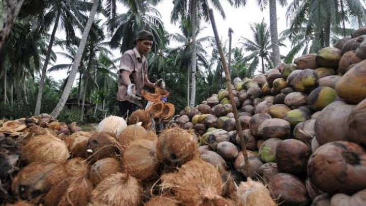 Sepekan ke Depan, Ini Harga Kelapa di Riau