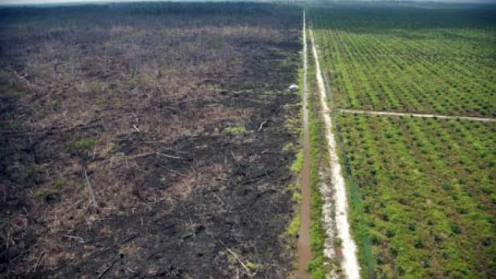 Lahan Sawit di Riau Masuk Kawasan Hutan, Pemprov Mengaku Tengah Menyusun RAN KSB Lahan Sawit di Riau Masuk Kawasan Hutan, Pemprov Mengaku Tengah Menyusun RAN KSB