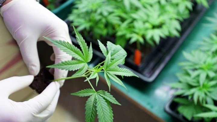 Ganja akan Dilegalkan di Amerika Serikat Ganja akan Dilegalkan di Amerika Serikat