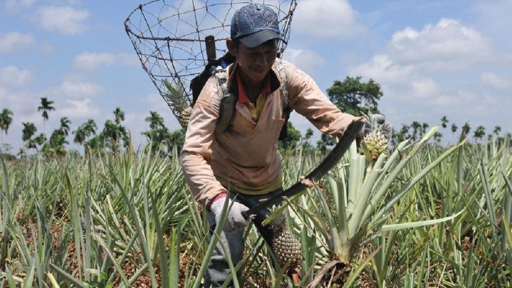 Sebulan Terakhir Nilai Tukar Petani Riau Naik 3,56 Persen