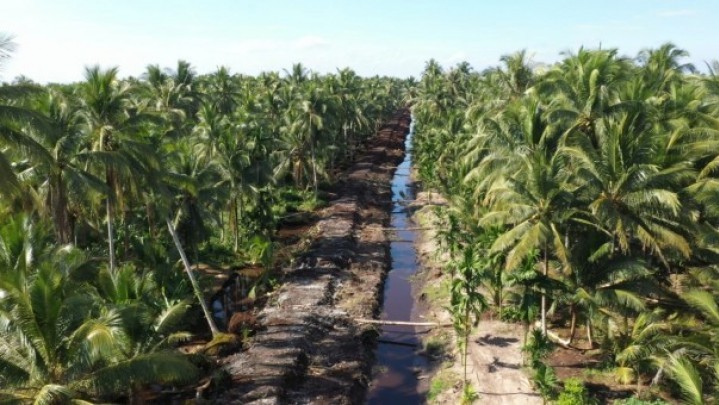 Perluasan Hingga Peremajaan Kelapa Setiap Tahunnya Diklaim Kementan Capai 10 Ribu Hektar