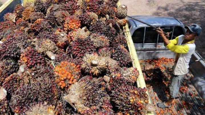 Kabar Baik Bagi Petani Sawit di Riau, Harga Jual Naik