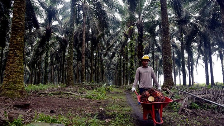 Harga Sawit di Riau Naik, Berikut Data Lengkapnya