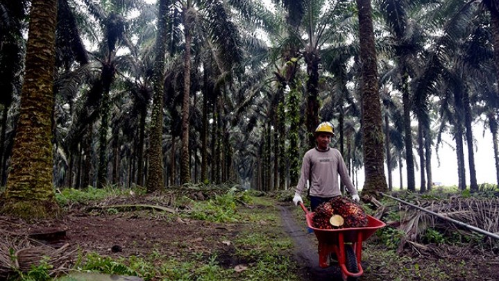 Harga Sawit di Riau Naik, Berikut Data Lengkapnya Harga Sawit di Riau Naik, Berikut Data Lengkapnya